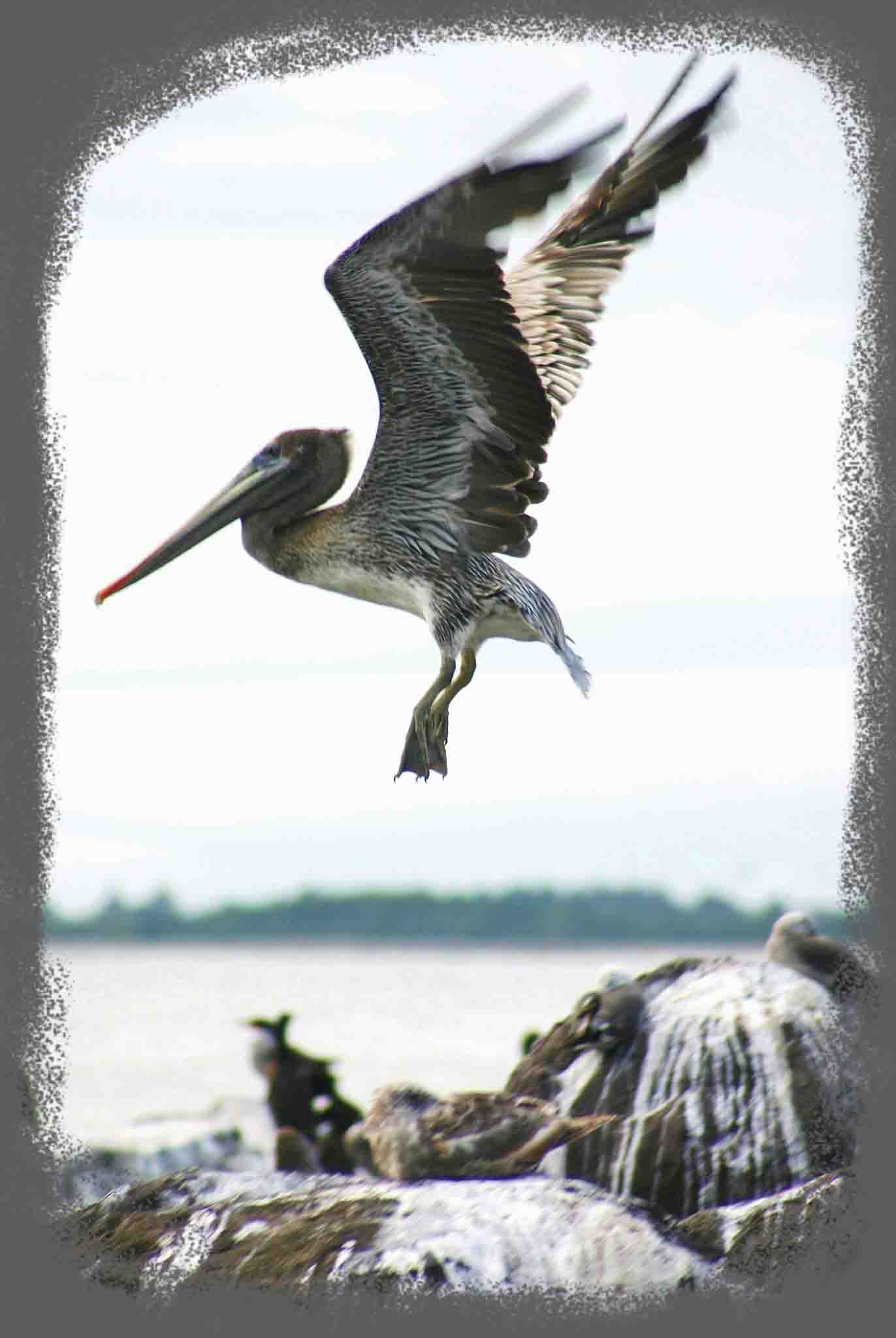 Photography by Gary Davis - Wildlife Photo